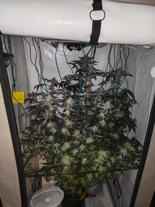 Sherbzooka-Apple Wood Pie - Wizard Trees. Week 7 - 06.01.26