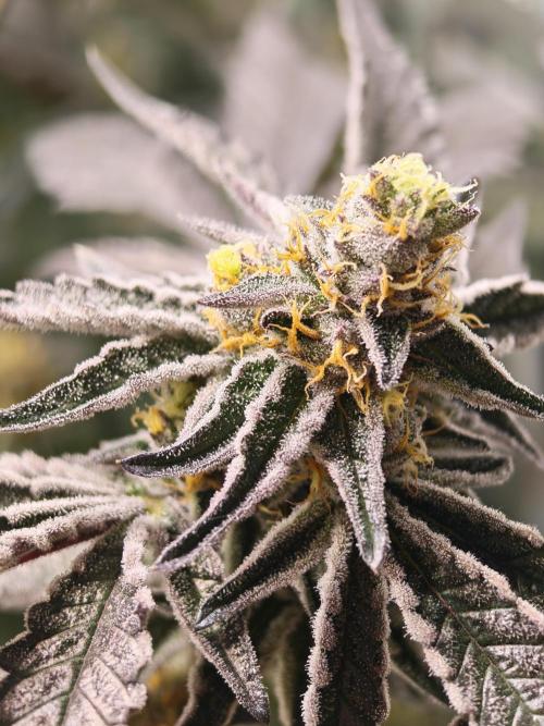 Sherbzooka-Apple Wood Pie - Wizard Trees. Week 7 - 07.01.26