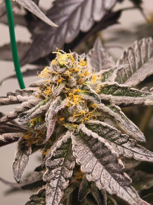 Sherbzooka-Apple Wood Pie - Wizard Trees. Week 7 - 07.01.26