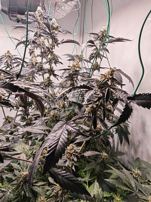 Sherbzooka-Apple Wood Pie - Wizard Trees. Week 7 - 09.01.26