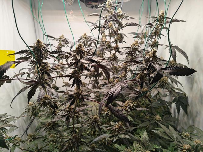 Sherbzooka-Apple Wood Pie - Wizard Trees. Week 7 - 09.01.26