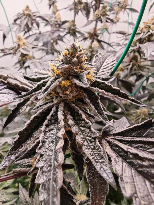 Sherbzooka-Apple Wood Pie - Wizard Trees. Week 7 - 09.01.26