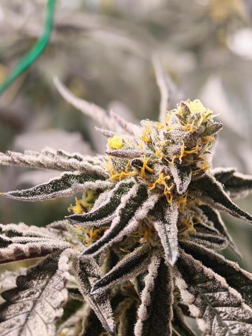 Sherbzooka-Apple Wood Pie - Wizard Trees. Week 7 - 09.01.26