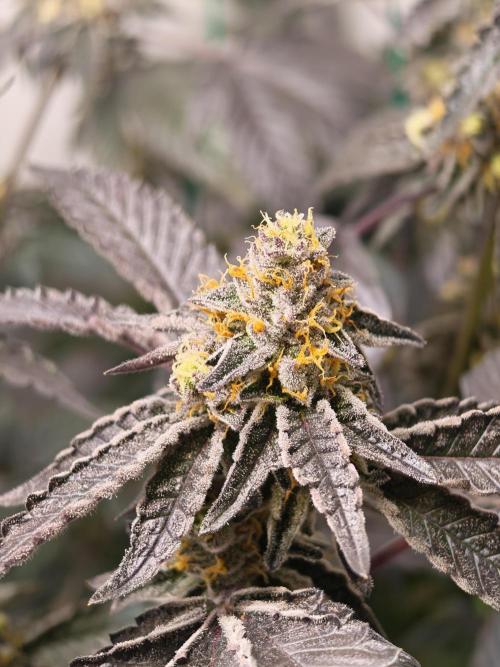 Sherbzooka. Week 7