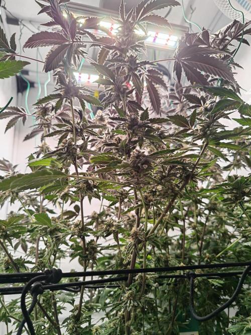 Sherbzooka-Apple Wood Pie - Wizard Trees. Week 8 - 10.01.26