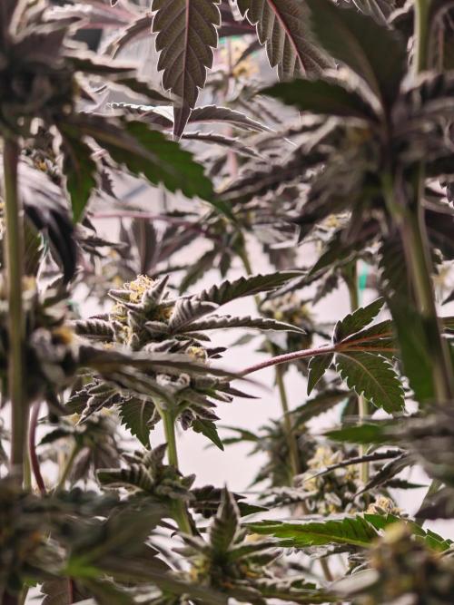 Sherbzooka-Apple Wood Pie - Wizard Trees. Week 8 - 10.01.26
