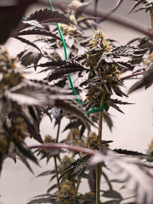 Sherbzooka-Apple Wood Pie - Wizard Trees. Week 8 - 10.01.26
