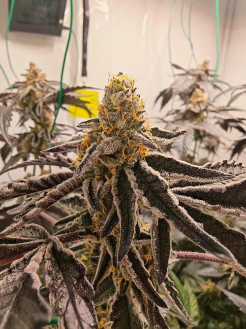 Sherbzooka-Apple Wood Pie - Wizard Trees. Week 8 - 13.01.26