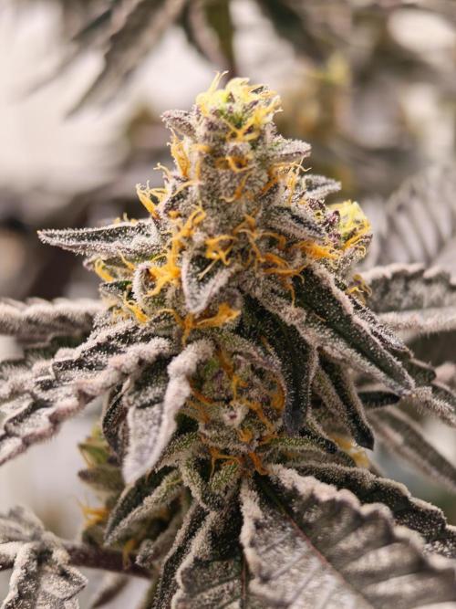 Sherbzooka-Apple Wood Pie - Wizard Trees. Week 8 - 13.01.26