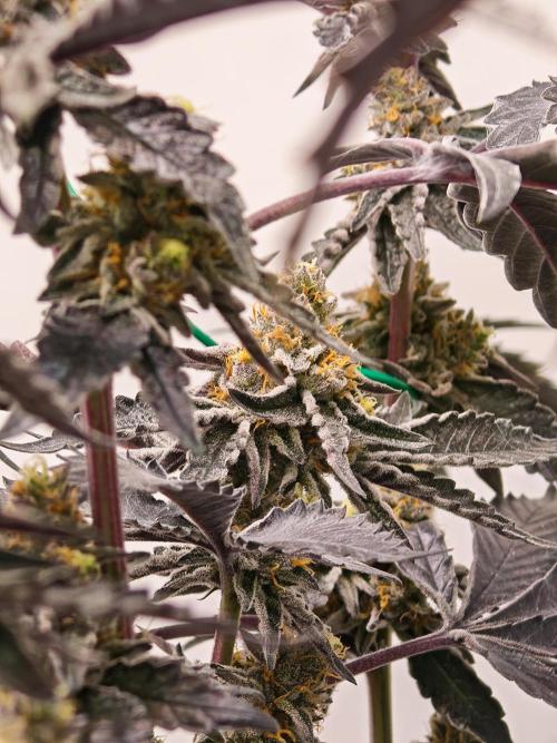 Sherbzooka-Apple Wood Pie - Wizard Trees. Week 8 - 13.01.26