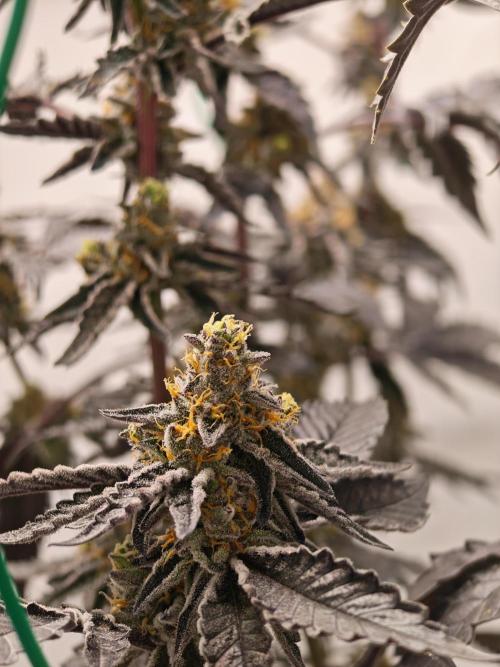 Sherbzooka-Apple Wood Pie - Wizard Trees. Week 8 - 13.01.26