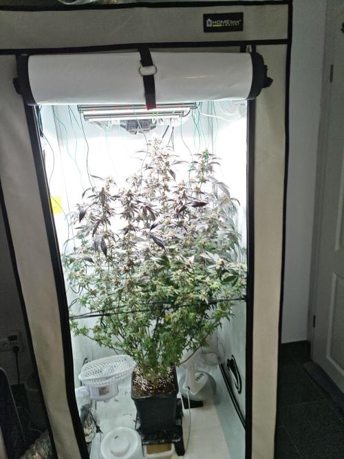 Sherbzooka-Apple Wood Pie - Wizard Trees. Week 8 - 14.01.26