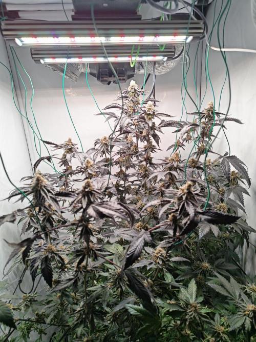 Sherbzooka-Apple Wood Pie - Wizard Trees. Week 8 - 14.01.26