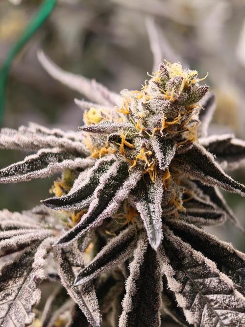Sherbzooka-Apple Wood Pie - Wizard Trees. Week 8 - 14.01.26