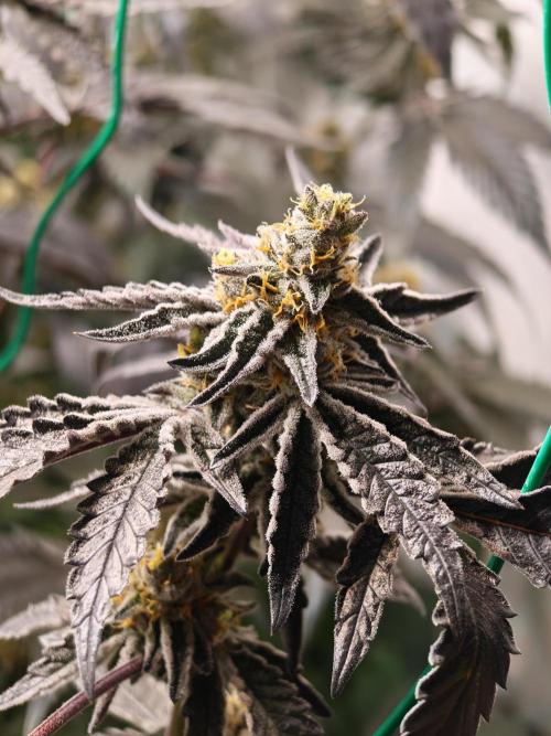 Sherbzooka-Apple Wood Pie - Wizard Trees. Week 8 - 14.01.26