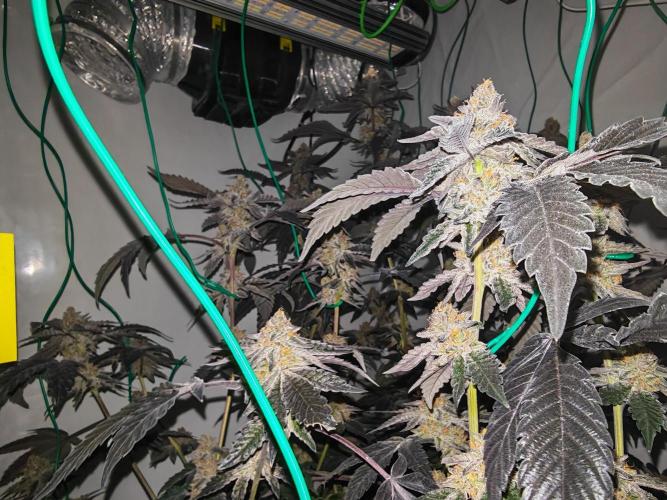 Sherbzooka-Apple Wood Pie - Wizard Trees. Week 8 - 14.01.26