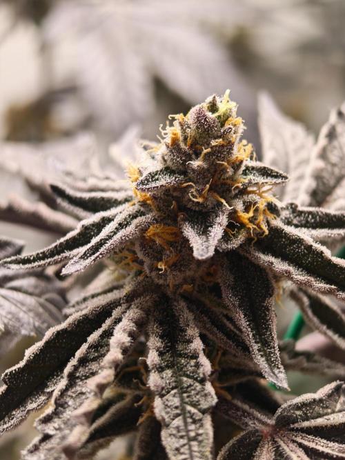 Sherbzooka-Apple Wood Pie - Wizard Trees. Week 8 - 16.01.26