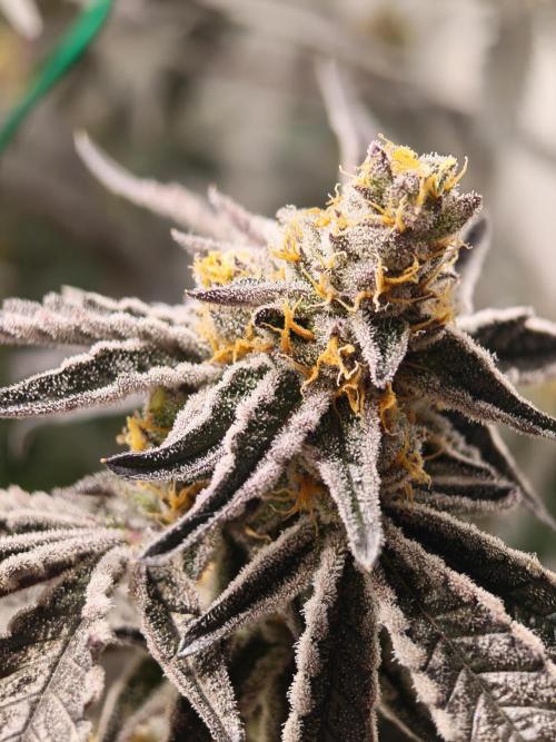 Sherbzooka-Apple Wood Pie - Wizard Trees. Week 8 - 16.01.26