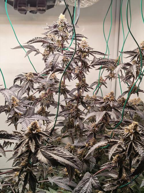 Sherbzooka-Apple Wood Pie - Wizard Trees. Week 8 - 16.01.26