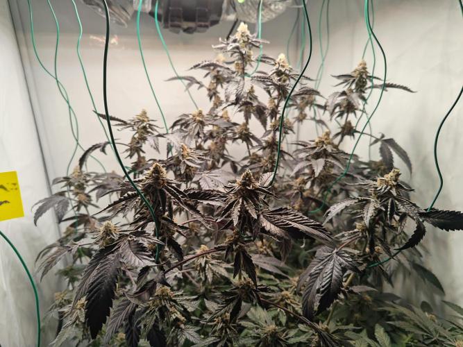 Sherbzooka-Apple Wood Pie - Wizard Trees. Week 8 - 16.01.26