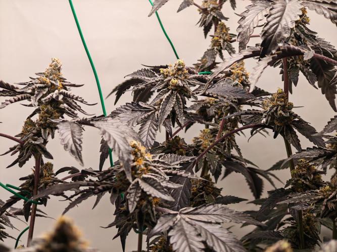 Sherbzooka. Week 8