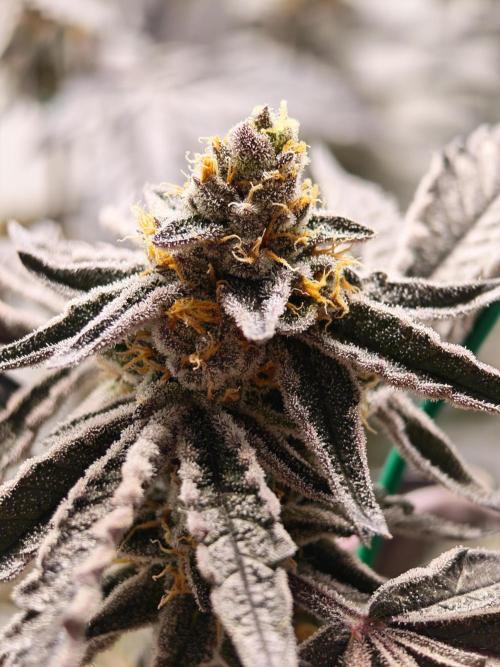Sherbzooka-Apple Wood Pie - Wizard Trees. Week 9 - 18.01.26