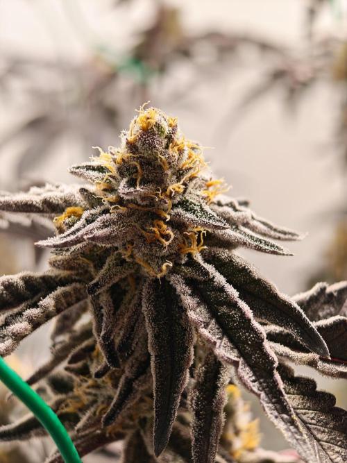 Sherbzooka-Apple Wood Pie - Wizard Trees. Week 9 - 18.01.26