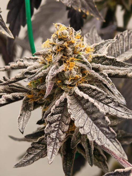 Sherbzooka-Apple Wood Pie - Wizard Trees. Week 9 - 18.01.26