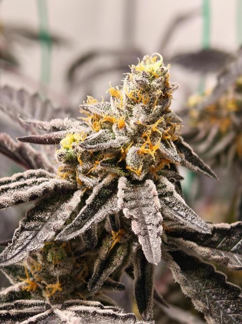 Sherbzooka-Apple Wood Pie - Wizard Trees. Week 9 - 18.01.26
