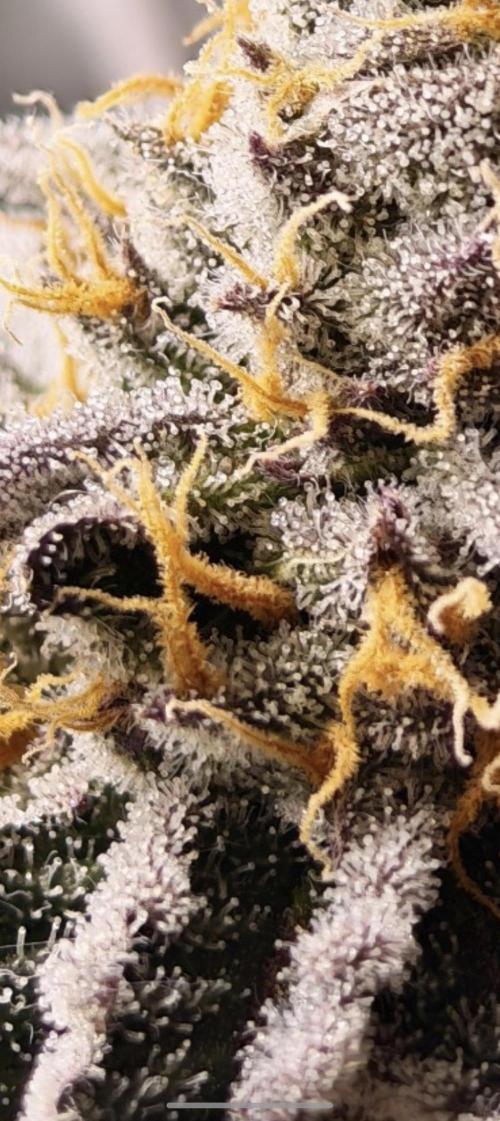 Sherbzooka-Apple Wood Pie - Wizard Trees. Week 9 - 18.01.26