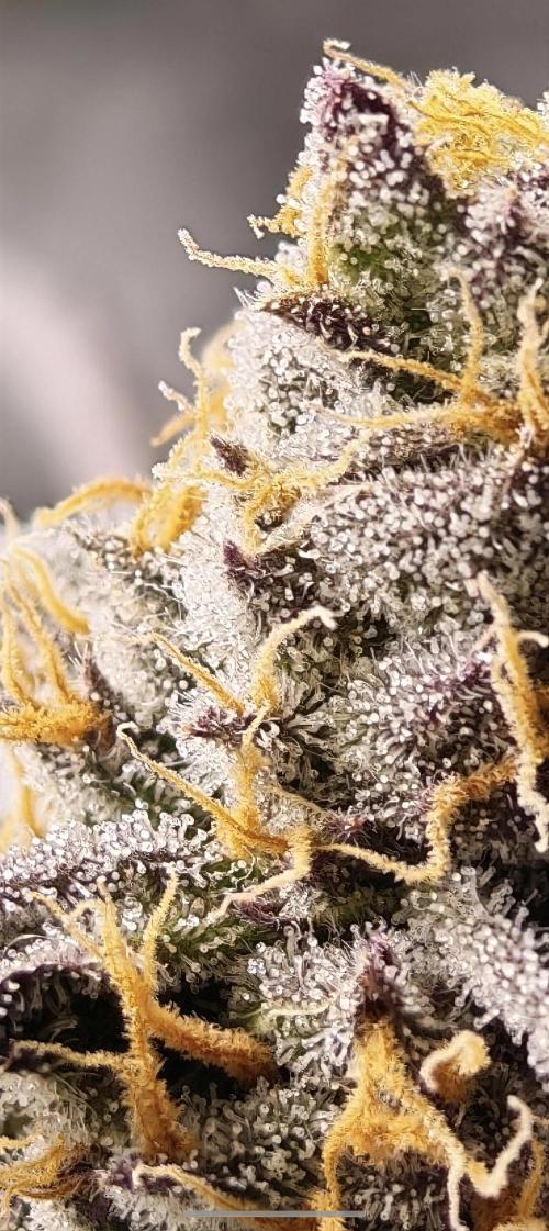 Sherbzooka-Apple Wood Pie - Wizard Trees. Week 9 - 18.01.26