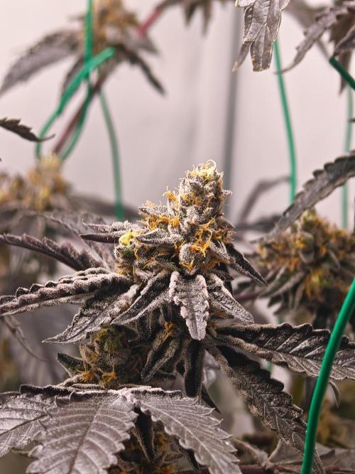 Sherbzooka-Apple Wood Pie - Wizard Trees. Week 9 - 19.01.26