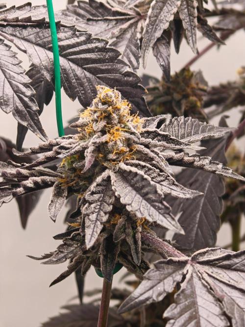 Sherbzooka-Apple Wood Pie - Wizard Trees. Week 9 - 19.01.26
