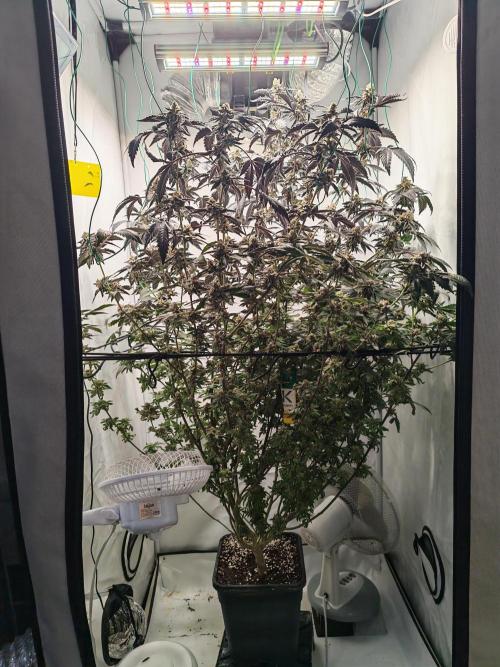 Sherbzooka-Apple Wood Pie - Wizard Trees. Week 9 - 19.01.26