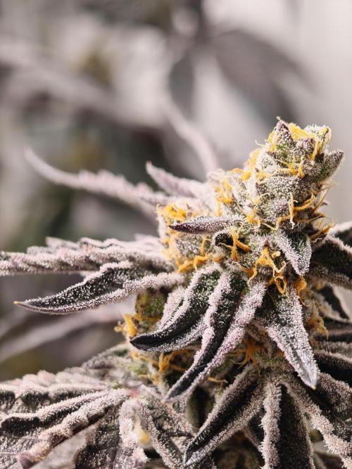 Sherbzooka-Apple Wood Pie - Wizard Trees. Week 9 - 19.01.26