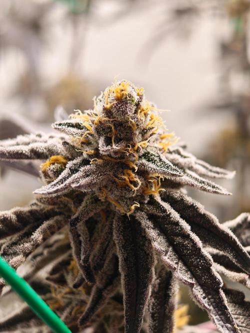 Sherbzooka-Apple Wood Pie - Wizard Trees. Week 9 - 19.01.26