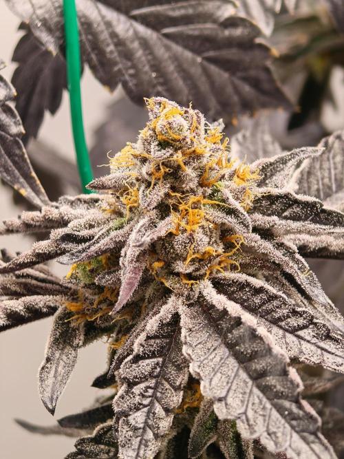 Sherbzooka. Week 9