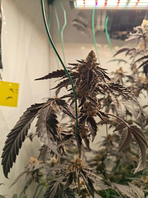 Sherbzooka-Apple Wood Pie - Wizard Trees. Week 10 - 21.01.26