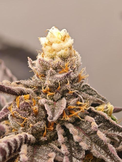 Sherbzooka-Apple Wood Pie - Wizard Trees. Week 10 - 21.01.26