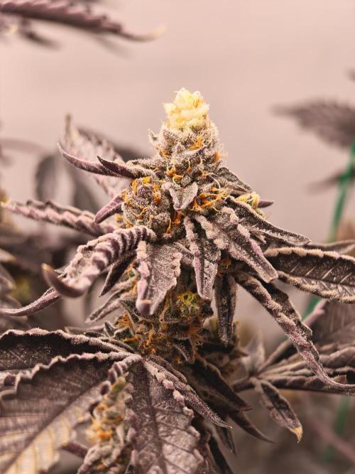 Sherbzooka-Apple Wood Pie - Wizard Trees. Week 10 - 21.01.26