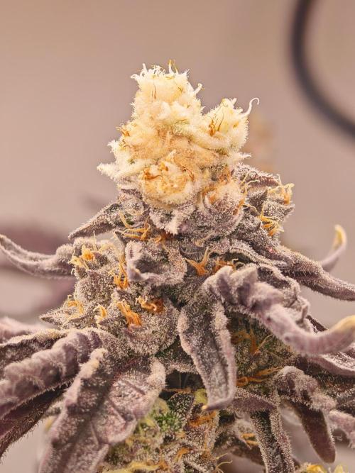 Sherbzooka-Apple Wood Pie - Wizard Trees. Week 10 - 21.01.26
