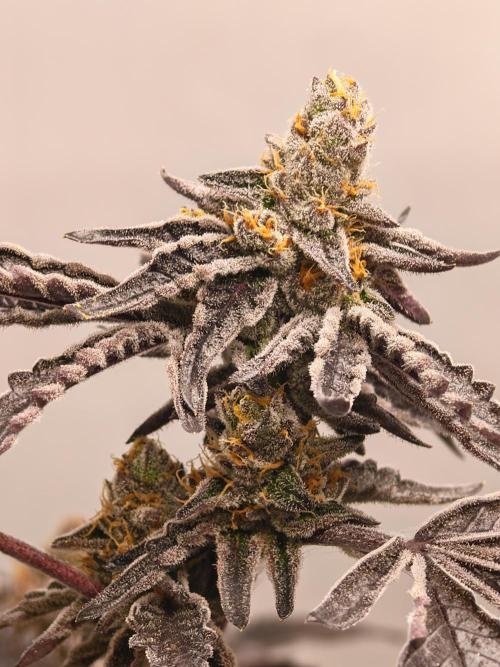 Sherbzooka-Apple Wood Pie - Wizard Trees. Week 10 - 21.01.26