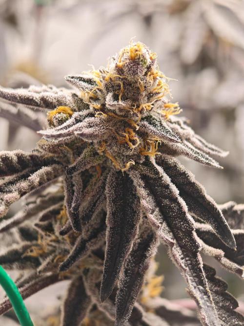 Sherbzooka-Apple Wood Pie - Wizard Trees. Week 10 - 21.01.26