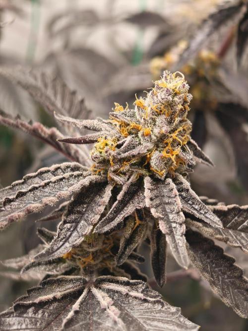 Sherbzooka-Apple Wood Pie - Wizard Trees. Week 10 - 21.01.26