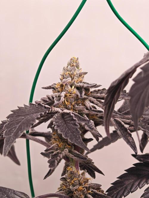 Sherbzooka-Apple Wood Pie - Wizard Trees. Week 10 - 21.01.26