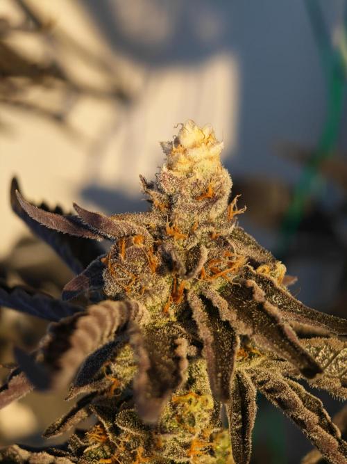 Sherbzooka-Apple Wood Pie - Wizard Trees. Week 10 - 21.01.26