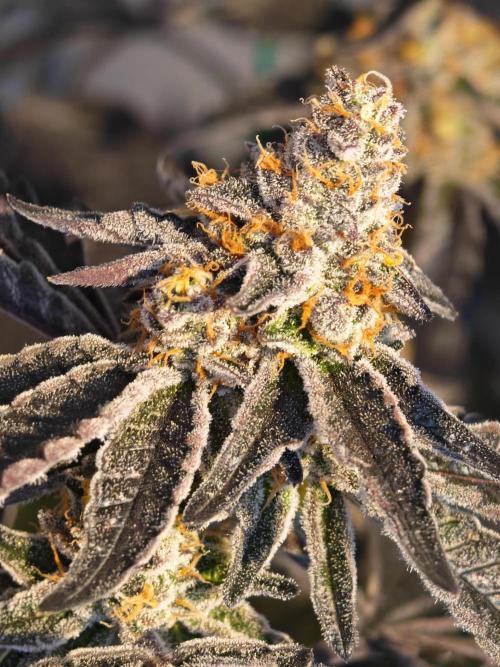 Sherbzooka-Apple Wood Pie - Wizard Trees. Week 10 - 21.01.26