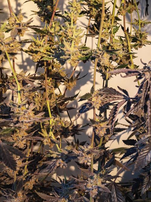 Sherbzooka-Apple Wood Pie - Wizard Trees. Week 10 - 21.01.26