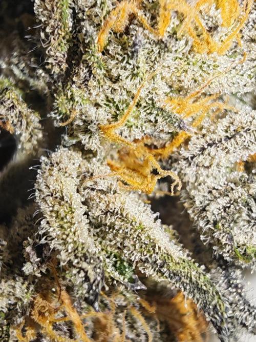 Sherbzooka-Apple Wood Pie - Wizard Trees. Week 10 - 23.02.26