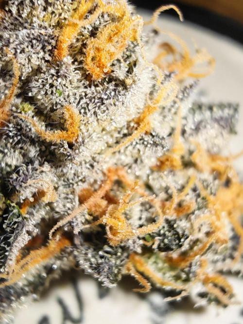 Sherbzooka-Apple Wood Pie - Wizard Trees. Week 10 - 23.02.26